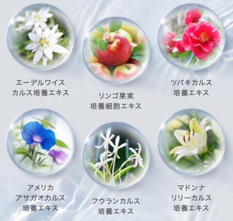 植物性幹細胞エキス