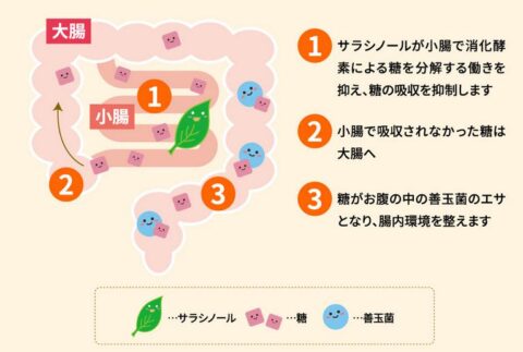 スリランカ産サラシア
