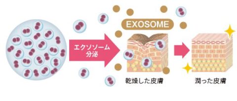 ヒトサイタイ血由来幹細胞エクソソーム