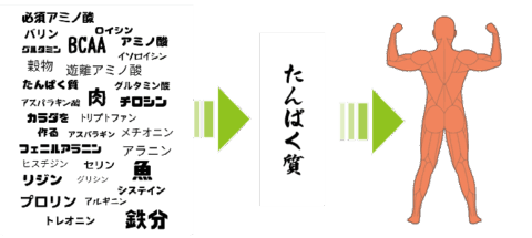 栄養素