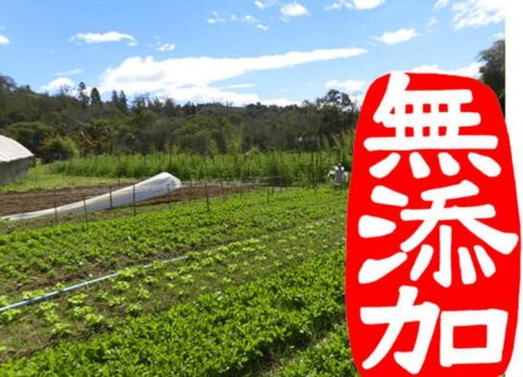 ブラジル産ムクナ豆