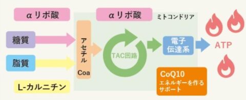 ATP生成